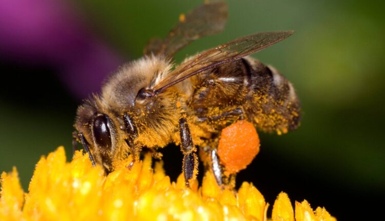 التداوي بسم النحل