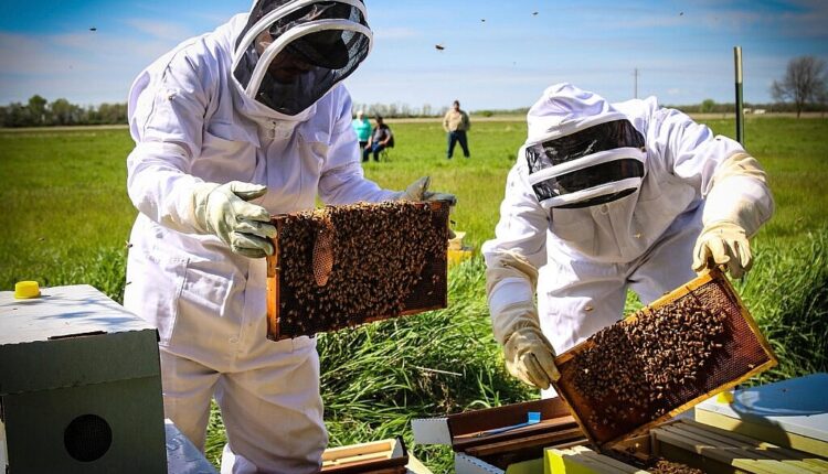 فوائد سم النحل للعقم