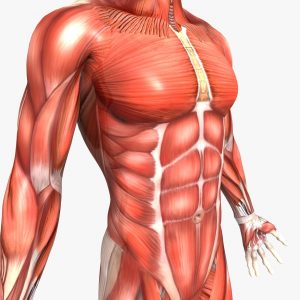 علاج ضعف العضلات